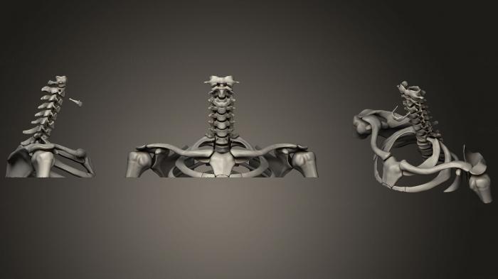 Anatomy of skeletons and skulls (ANTM_0919) 3D model for CNC machine